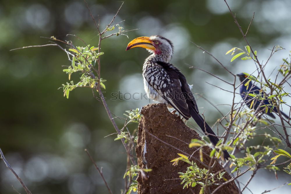 Similar – Image, Stock Photo Southern Yellow-billed Hornbill