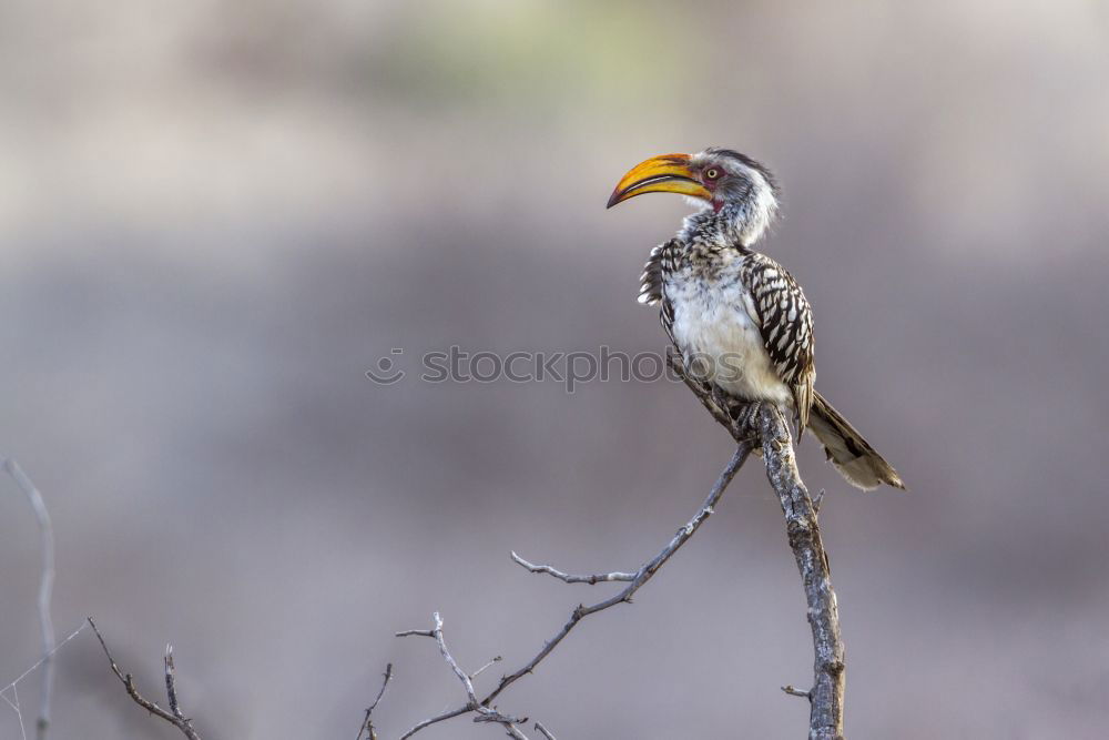 Similar – Image, Stock Photo Southern Yellow-billed Hornbill