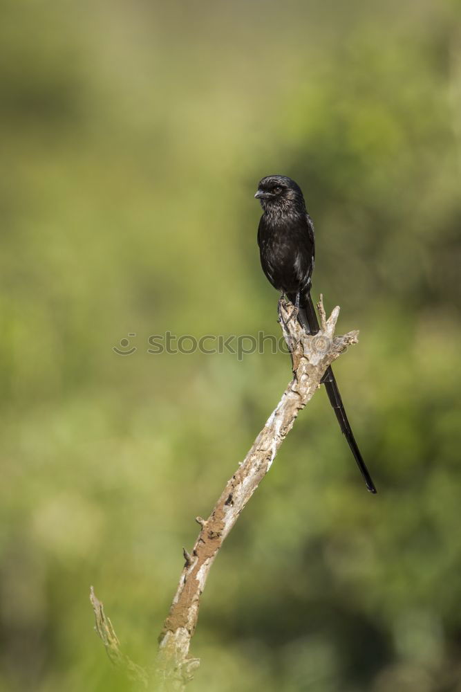 Similar – Image, Stock Photo Redstart Environment