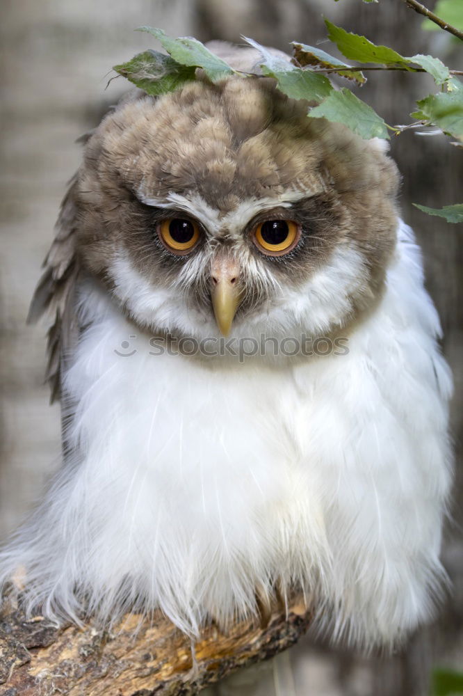 Similar – Snowy owl face III