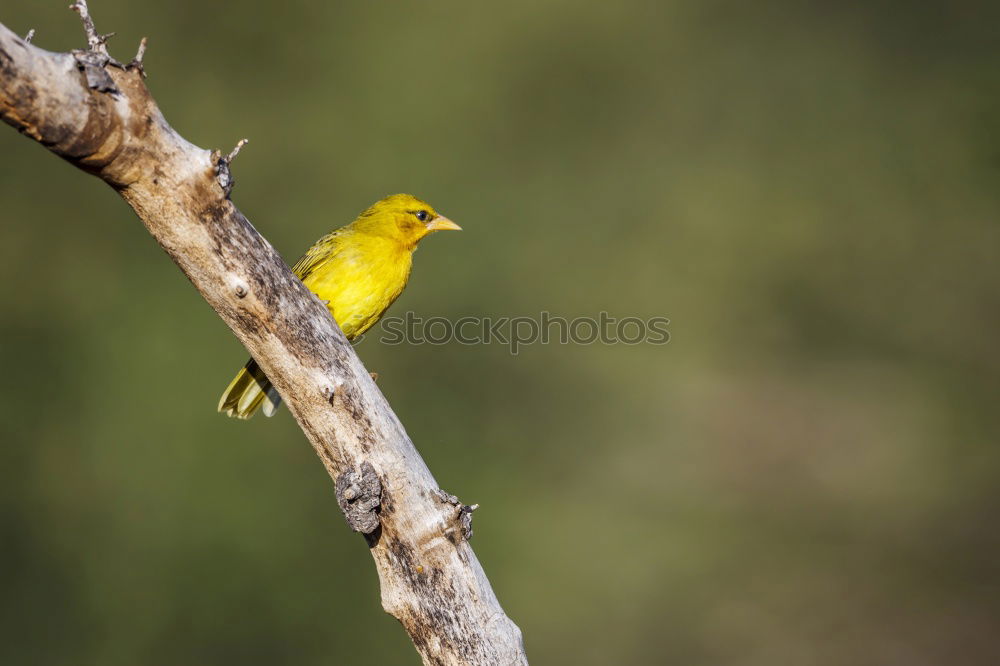 Image, Stock Photo weaverlein