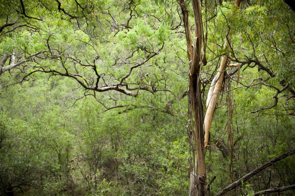 Similar – forest bench Well-being