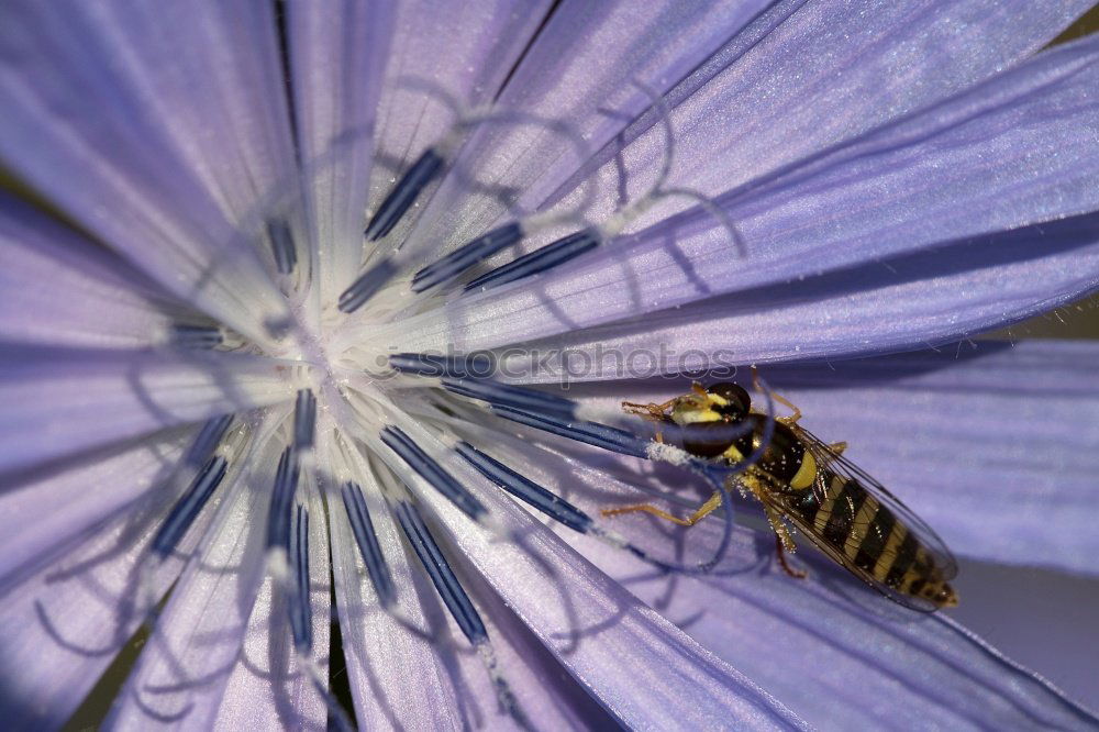 Similar – Image, Stock Photo field wasp Environment