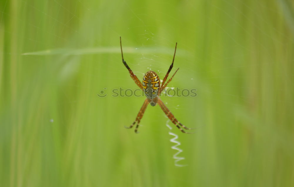 Similar – Image, Stock Photo Master long leg very close