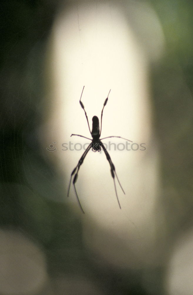 Similar – Image, Stock Photo killed mosquito Mosquitos