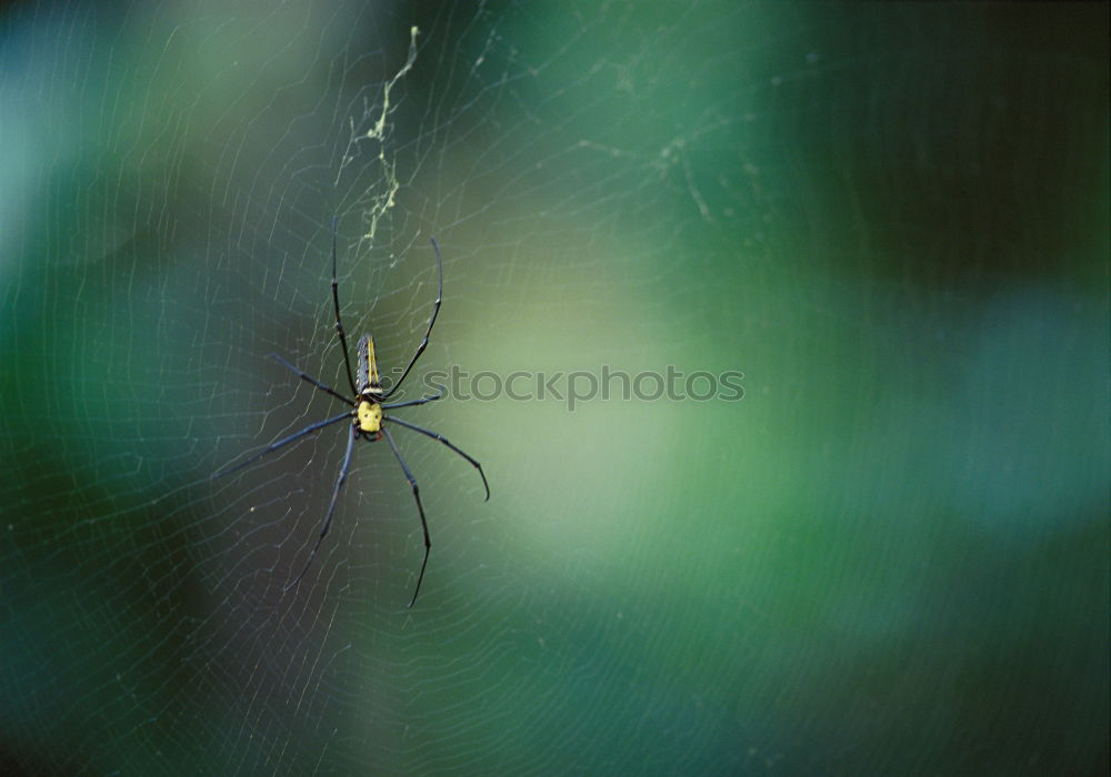 Similar – Image, Stock Photo Nursery Web Spider Sitting On Green Leaf In Garden