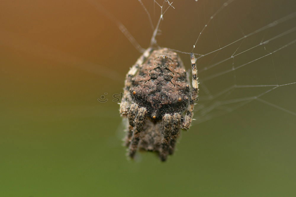 Similar – ants Ant Leaf Nest