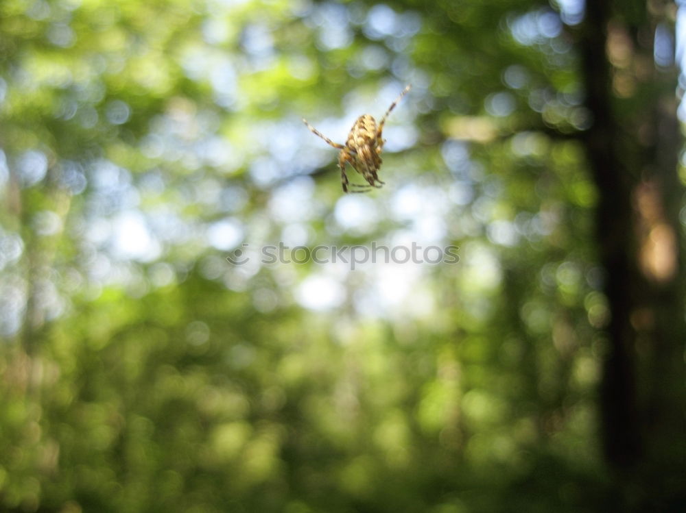 Similar – Image, Stock Photo dry Environment Nature