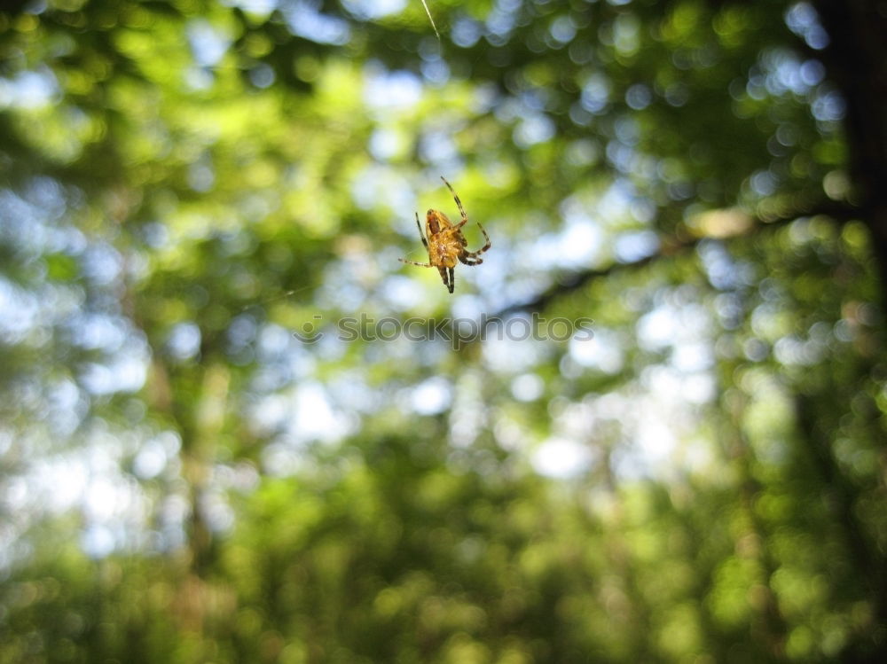 Similar – { AMEISEN WELT } Baum