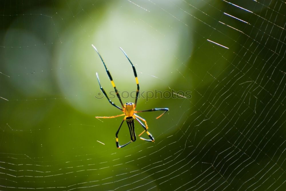 Similar – Image, Stock Photo wasp spider Nature