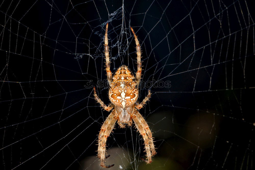 Similar – spider Spider Fir tree