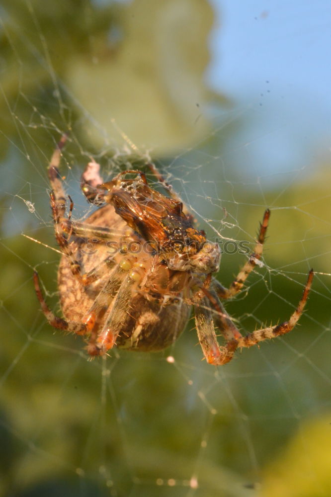 Similar – Image, Stock Photo spider Animal Spider 1