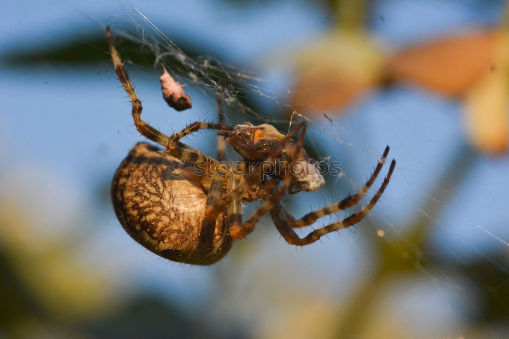 Similar – Image, Stock Photo spider Animal Spider 1