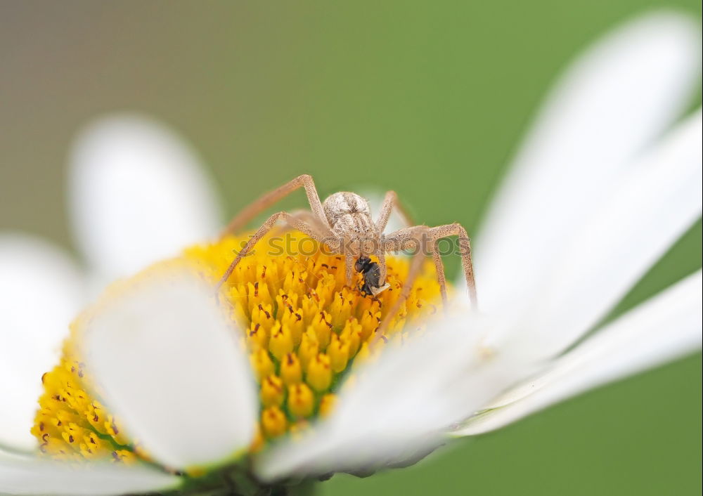 Similar – Image, Stock Photo Japanese Giant Hornet Gathering Flower Pollen