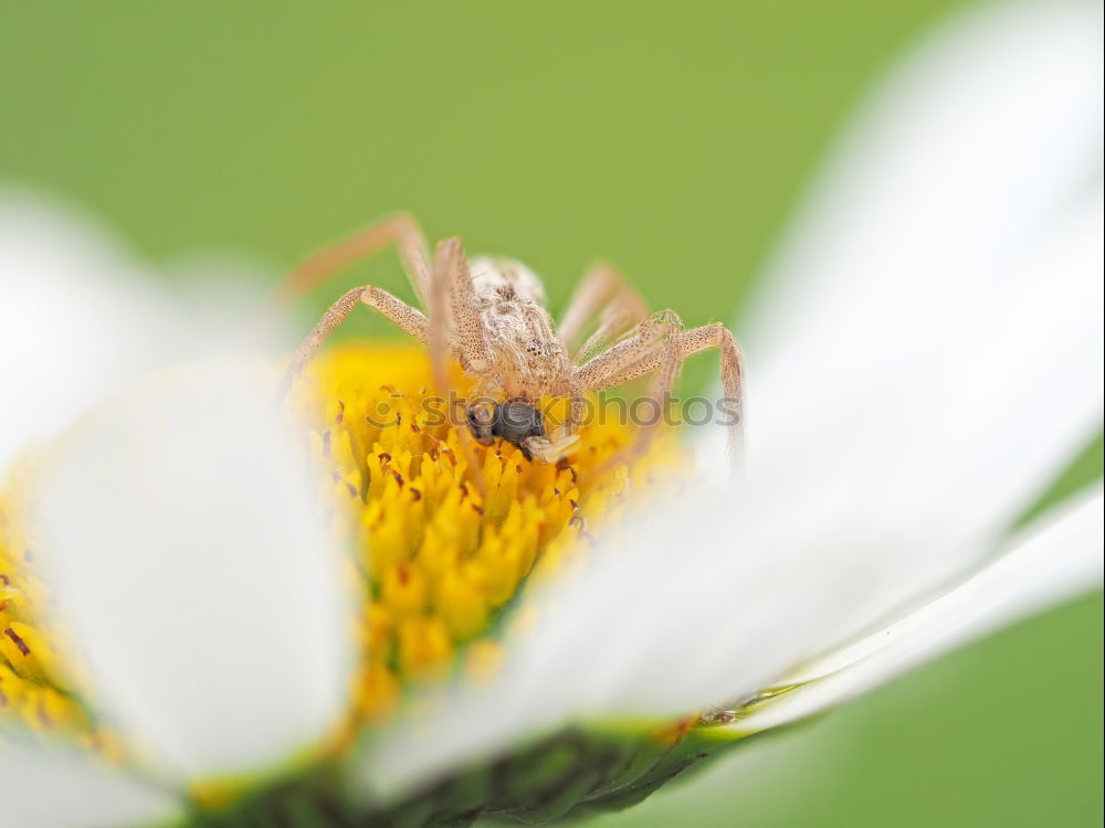 Similar – Zuckerschlecker Natur