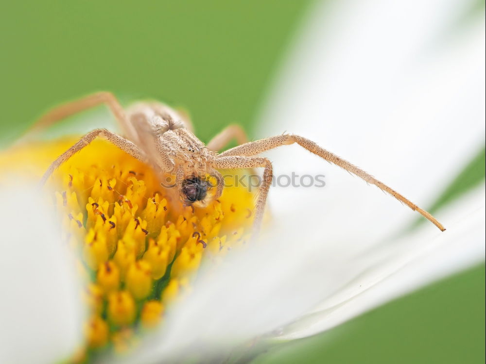 Similar – Zuckerschlecker Natur