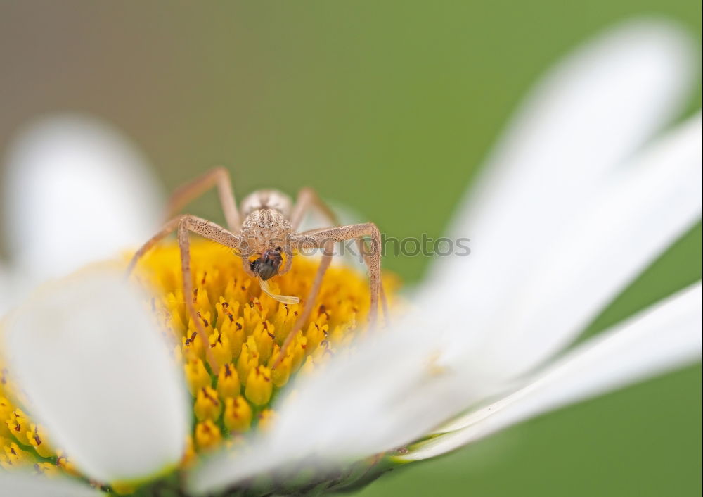 Similar – Image, Stock Photo Japanese Giant Hornet Gathering Flower Pollen