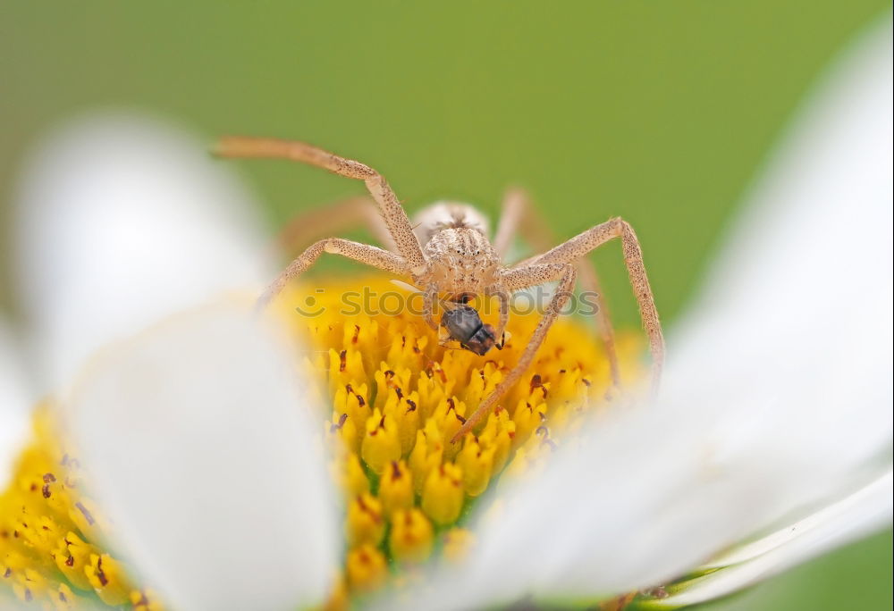 Similar – Image, Stock Photo Curculio Nature Plant