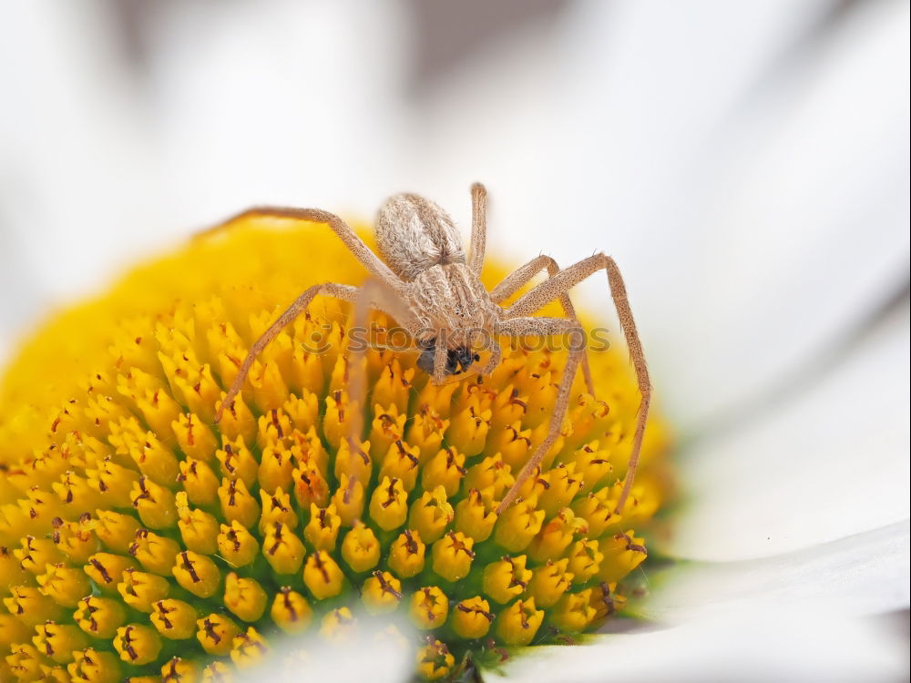 Similar – schaut ins Land : Windenschwärmer_05 (Agrius convolvuli)