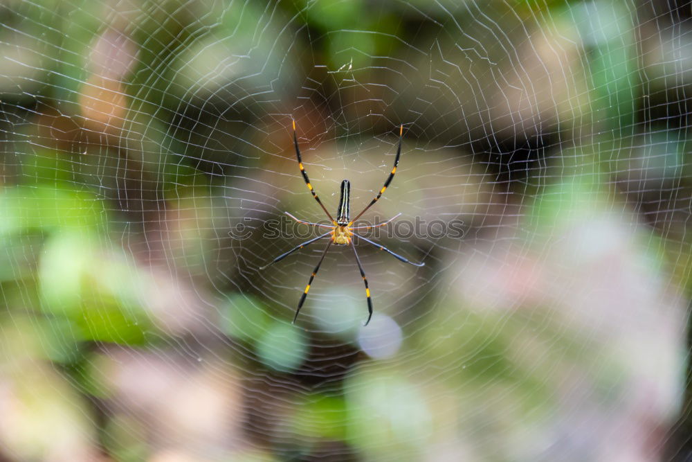 Similar – Image, Stock Photo king dragonfly