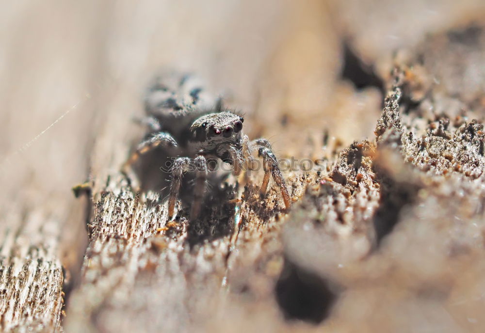 Similar – Image, Stock Photo even holes do not last forever | leaf feeding