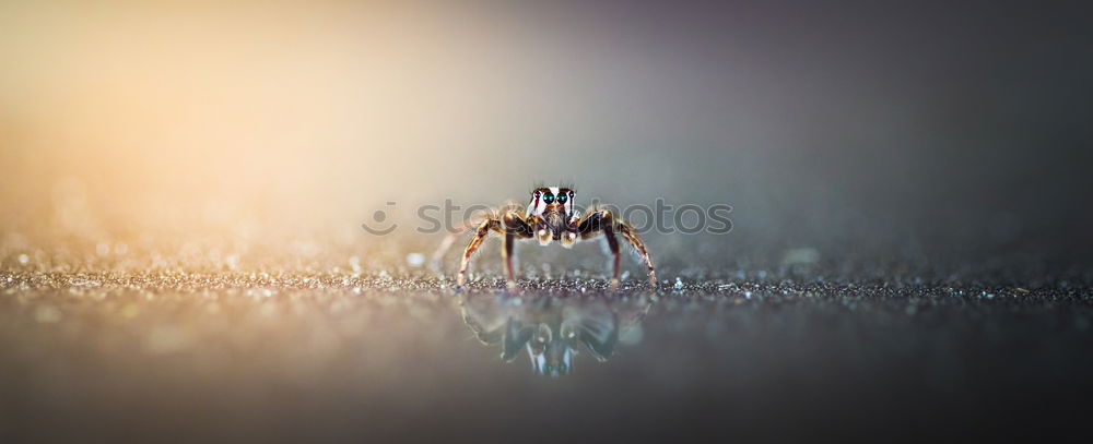 Foto Bild Frühlingsbote Natur Sommer