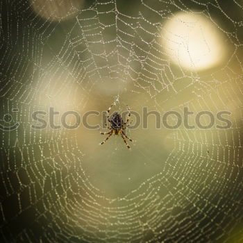 Similar – Image, Stock Photo Mecklenburg lizard Skin