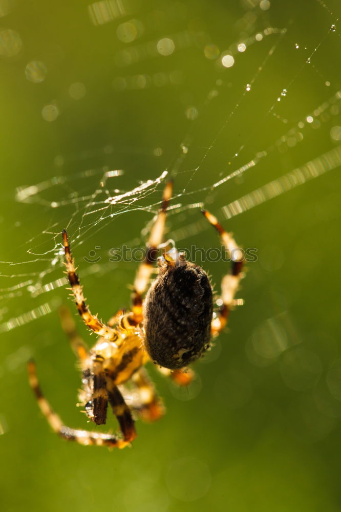 Similar – Image, Stock Photo swank Environment Nature