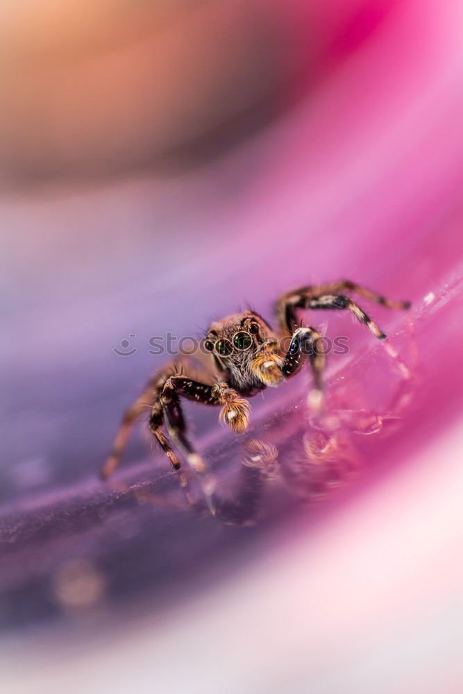 Similar – Image, Stock Photo Frog in pink Animal 1