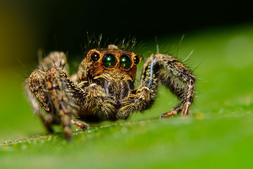 Similar – Image, Stock Photo Leaf spider_01 Spider