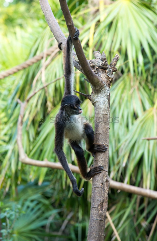 Similar – Image, Stock Photo koalalalala I Tree Leaf