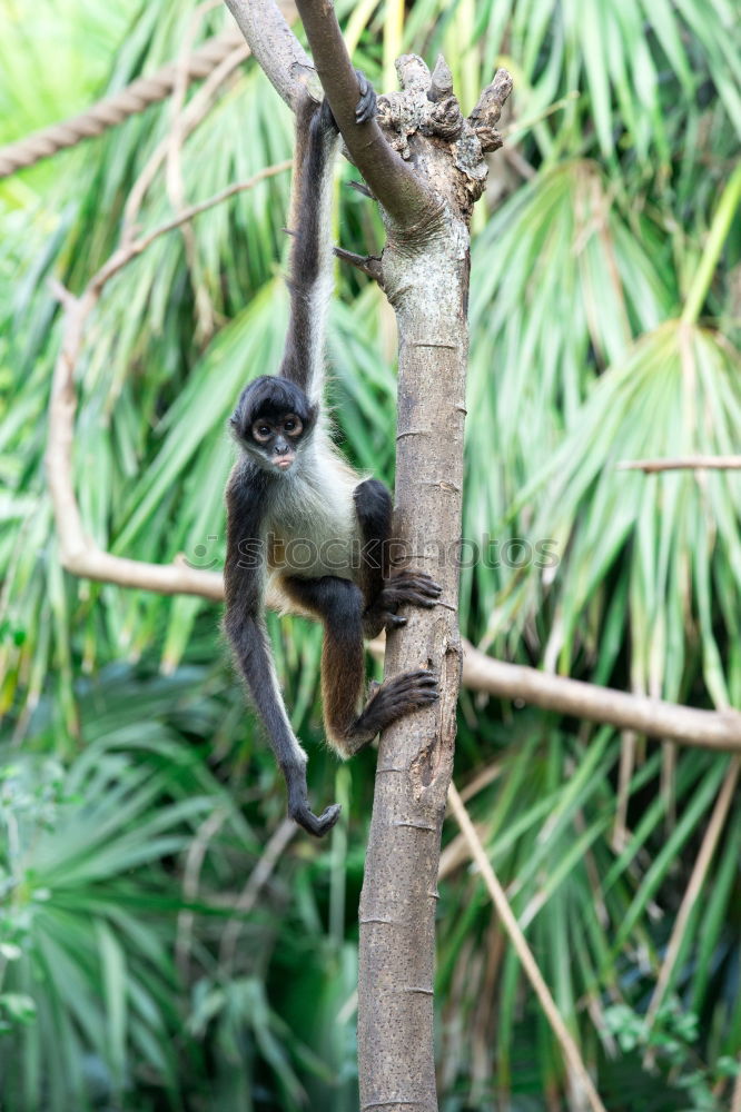 Similar – Foto Bild Baby Klettern Bergsteigen