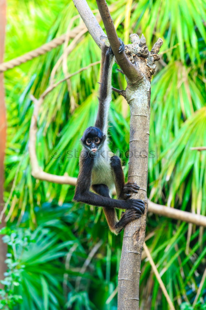 Similar – Image, Stock Photo koalalalala I Tree Leaf