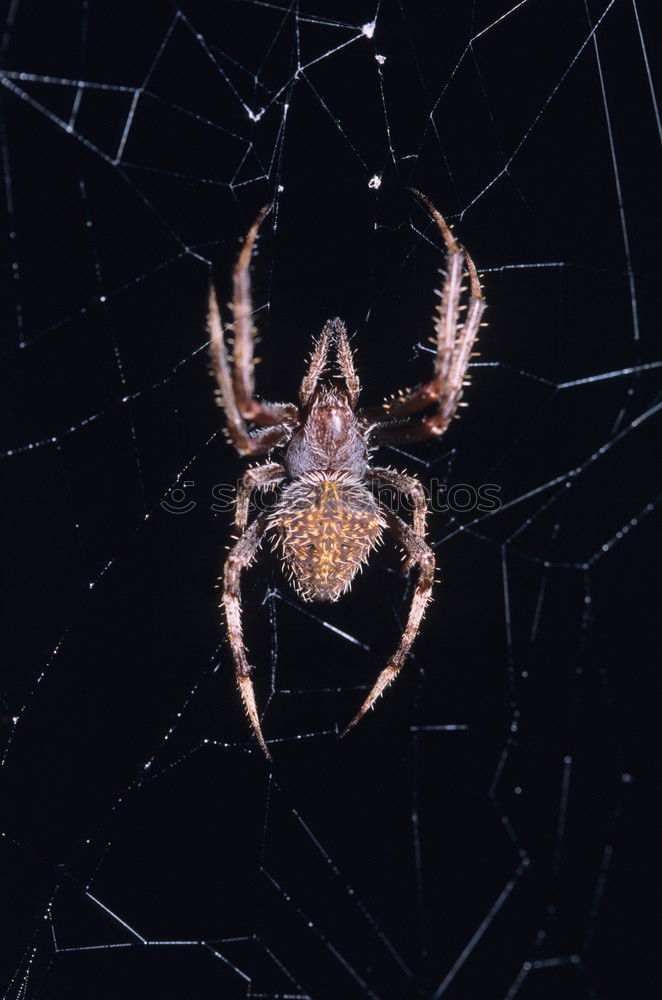 Similar – Pretty cross spider sits in her web waiting for prey