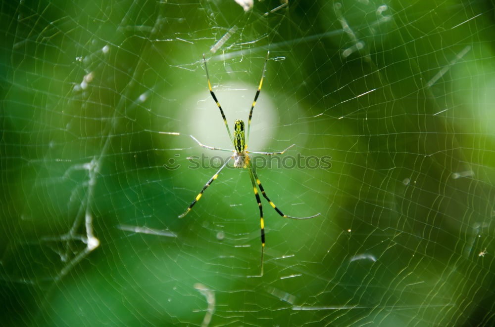 Similar – Image, Stock Photo “Oh, fuck you.” Provocatively, the tree frog turns its back to the photographer; it doesn’t stay seated for long.