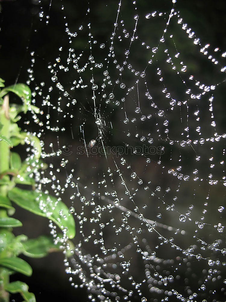 Similar – mosquito trampoline Plant