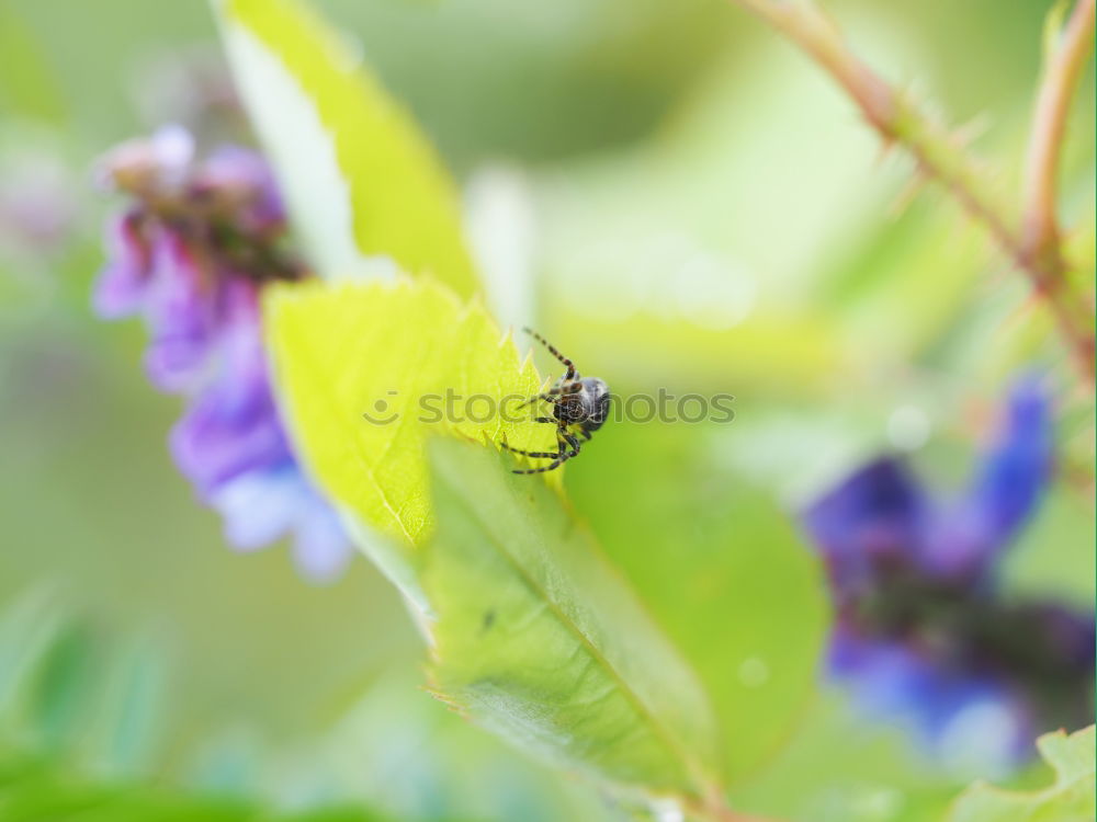 Similar – Bee on blossom Beautiful