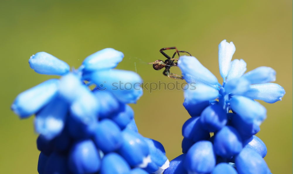 Similar – Die Geschichte mit den Hummeln und den Blumen …