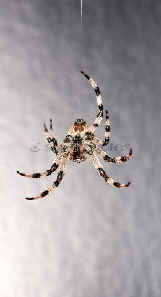 Similar – Foto Bild Zitterspinne, Pholcus phalangioides