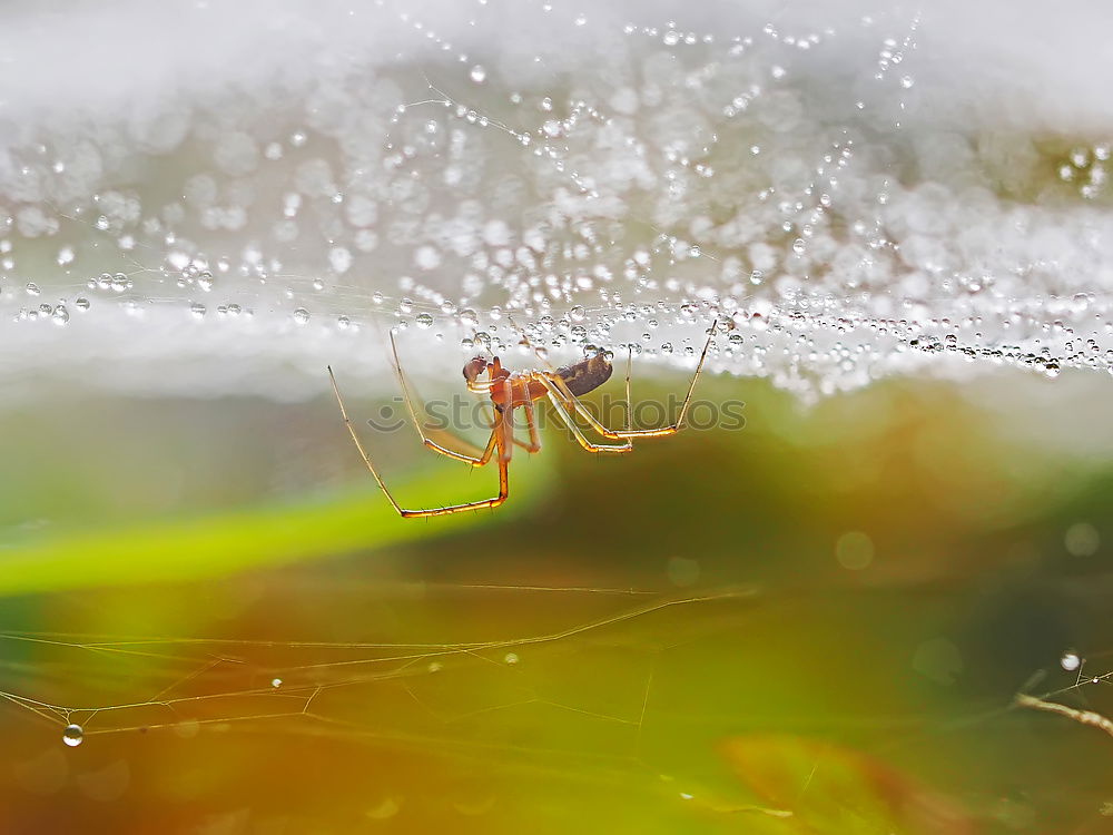 Similar – Image, Stock Photo Ant_Macro Animal 1 Eating