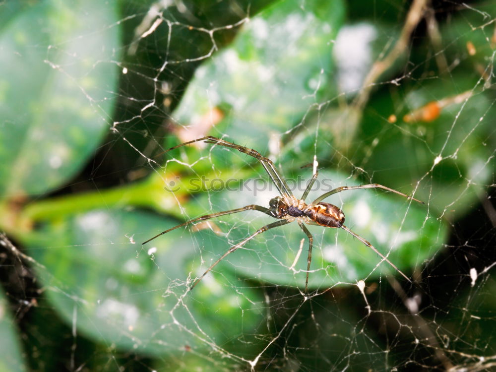 Similar – ants Ant Leaf Nest