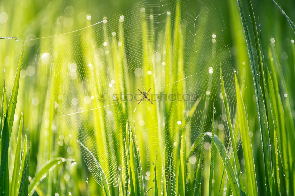 Similar – Foto Bild Käfer Natur Tier Gras Feld