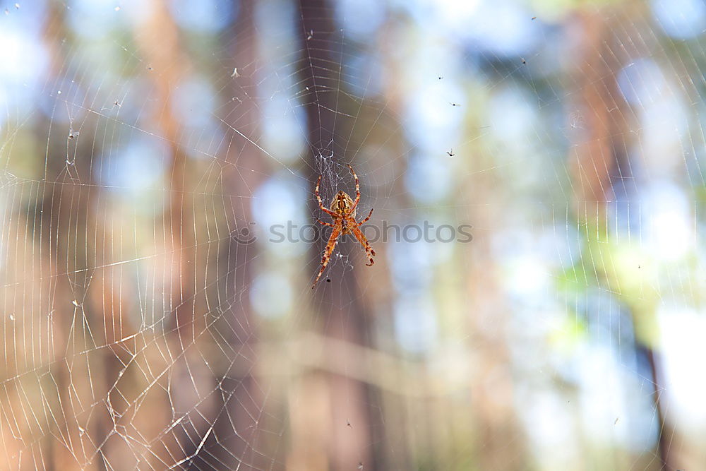 Similar – Spinne Unschärfe Balkon