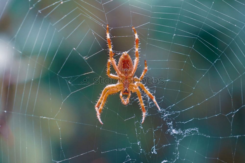 Similar – In the web of the spider