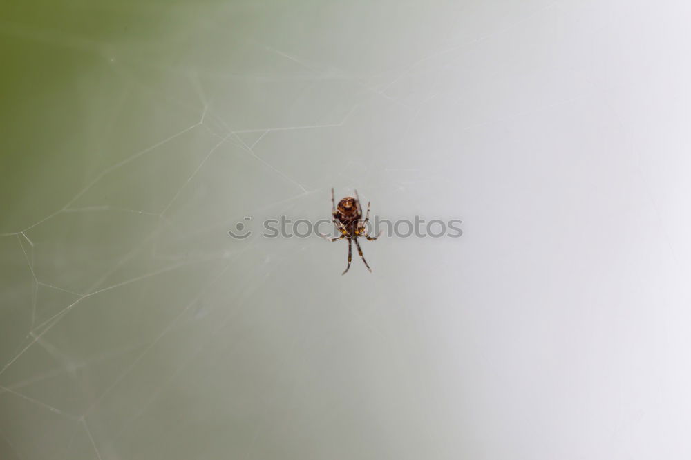 Similar – Image, Stock Photo Ant_Macro Animal 1 Eating