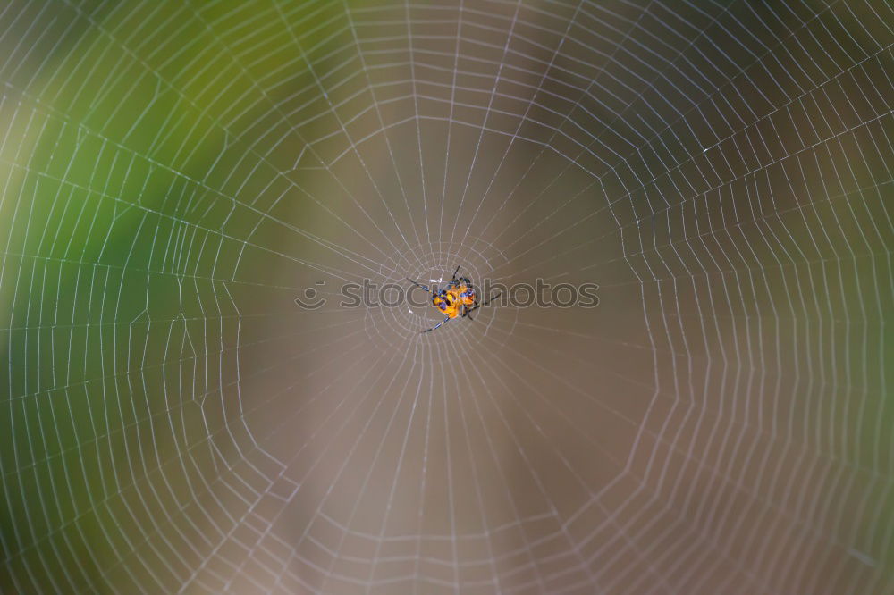 Image, Stock Photo trickle Nature Plant