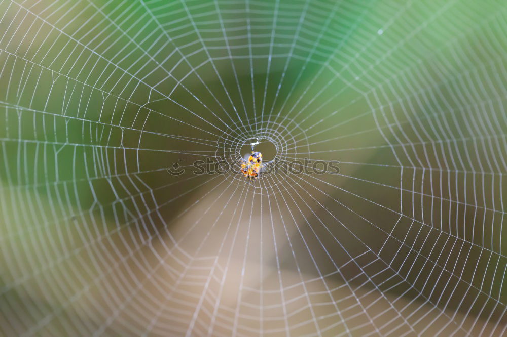 Image, Stock Photo on top Environment Nature