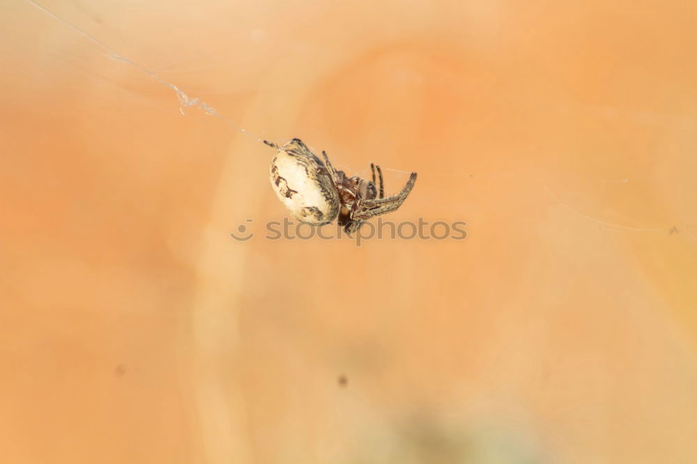 Similar – Image, Stock Photo On the journey Ant Hiking