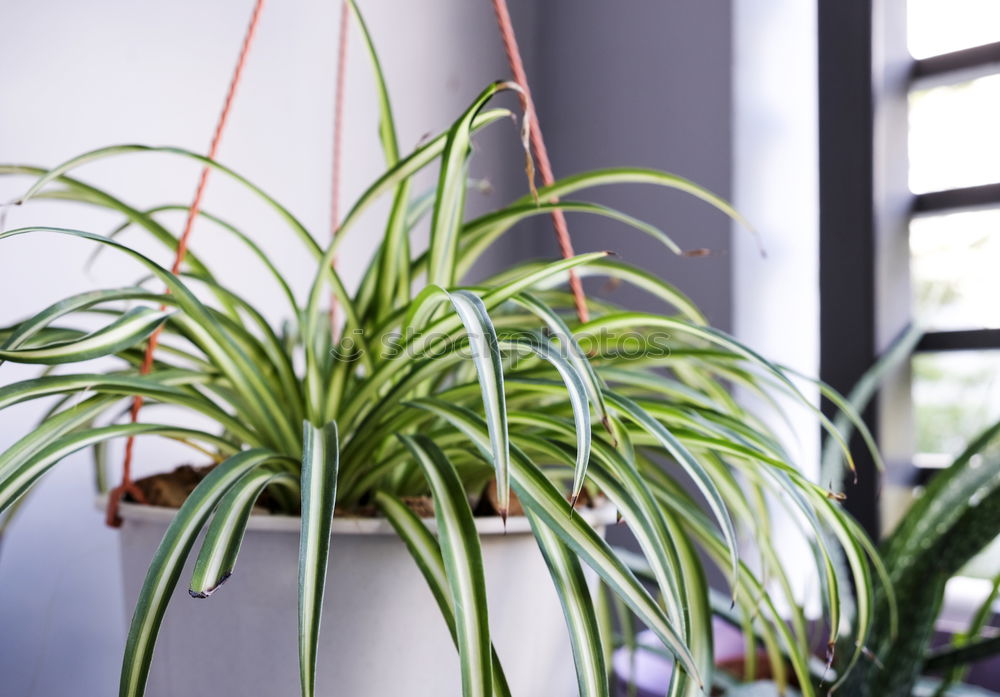 Similar – Image, Stock Photo cactus as houseplant with hanging leaves in a pot on the shelf at home