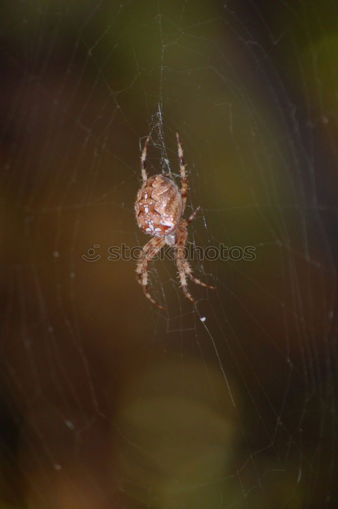 Similar – Spinne Unschärfe Balkon